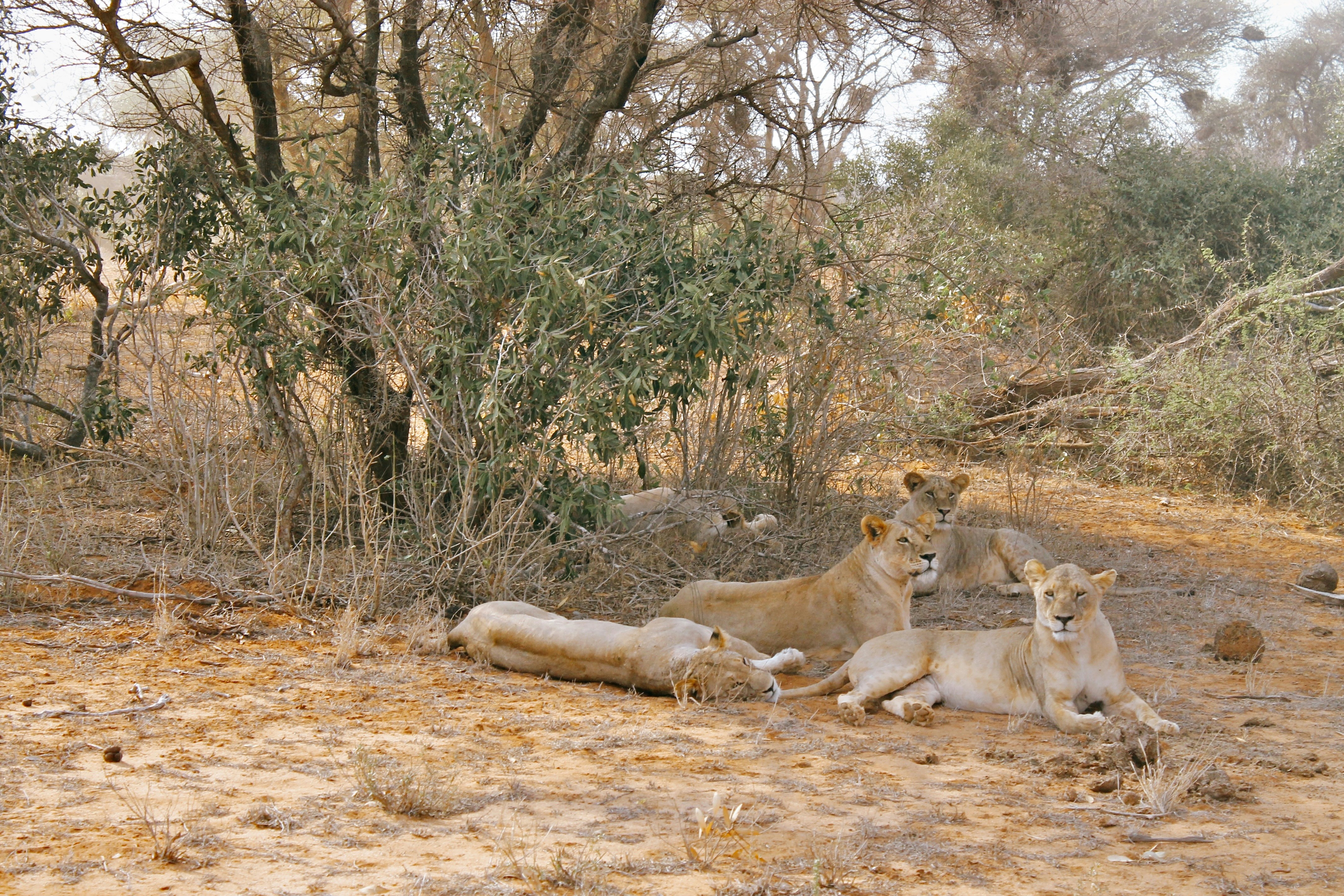 3-Day Tsavo East, Tsavo West and Diani Beach Safari