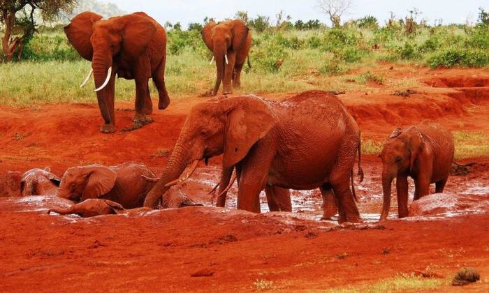 Tsavo East