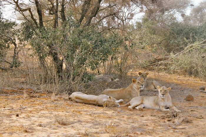 Tsavo East
