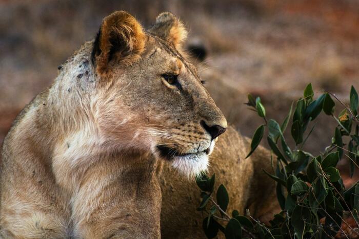 Tsavo East