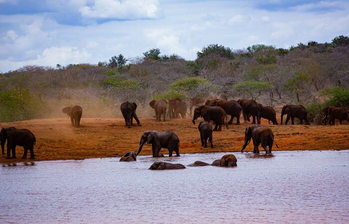 Tsavo East