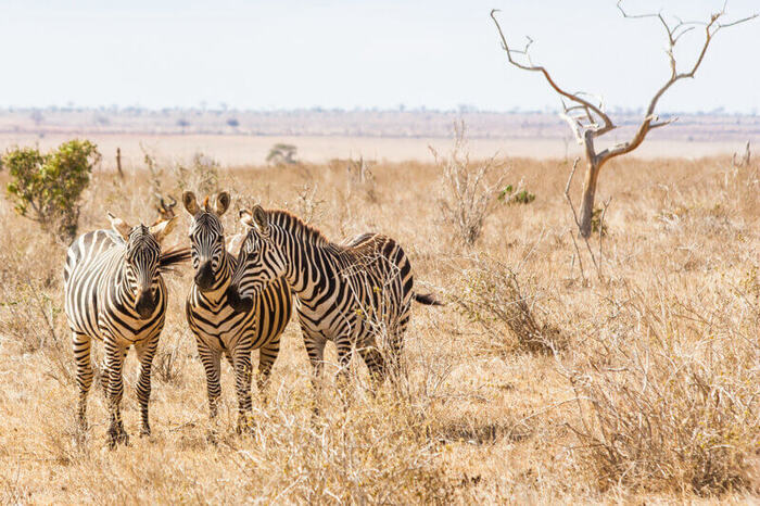Tsavo East