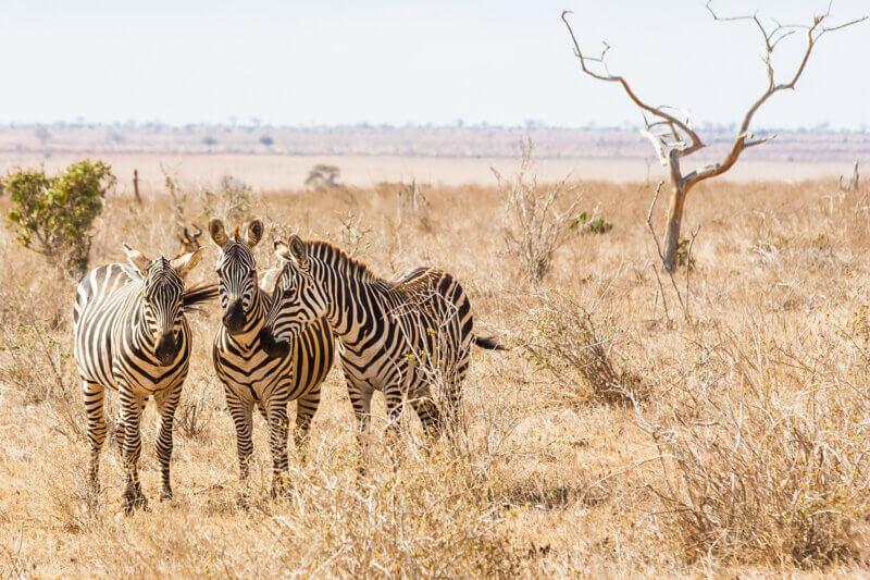 Tsavo East