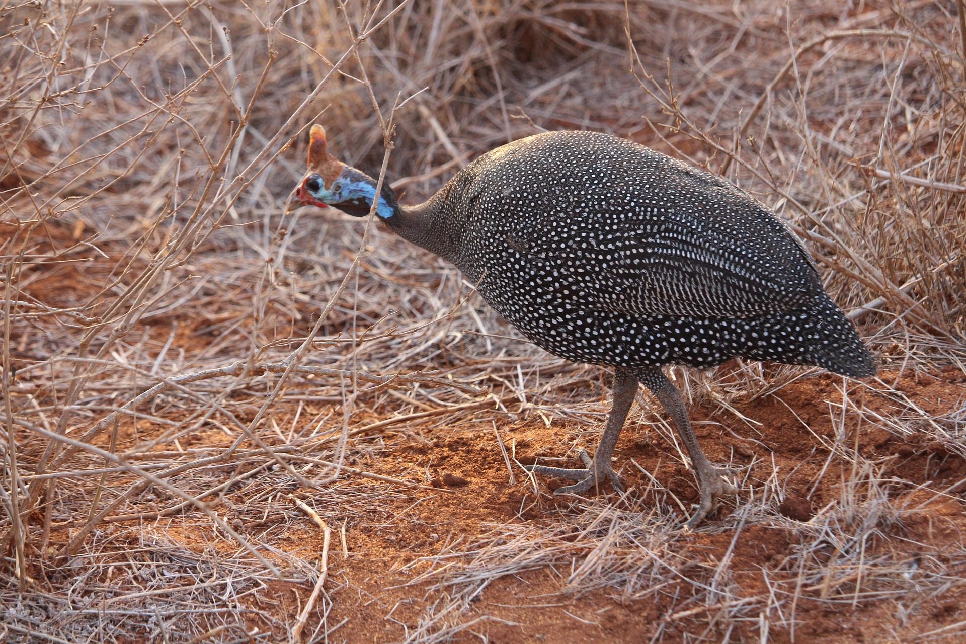 Tsavo West