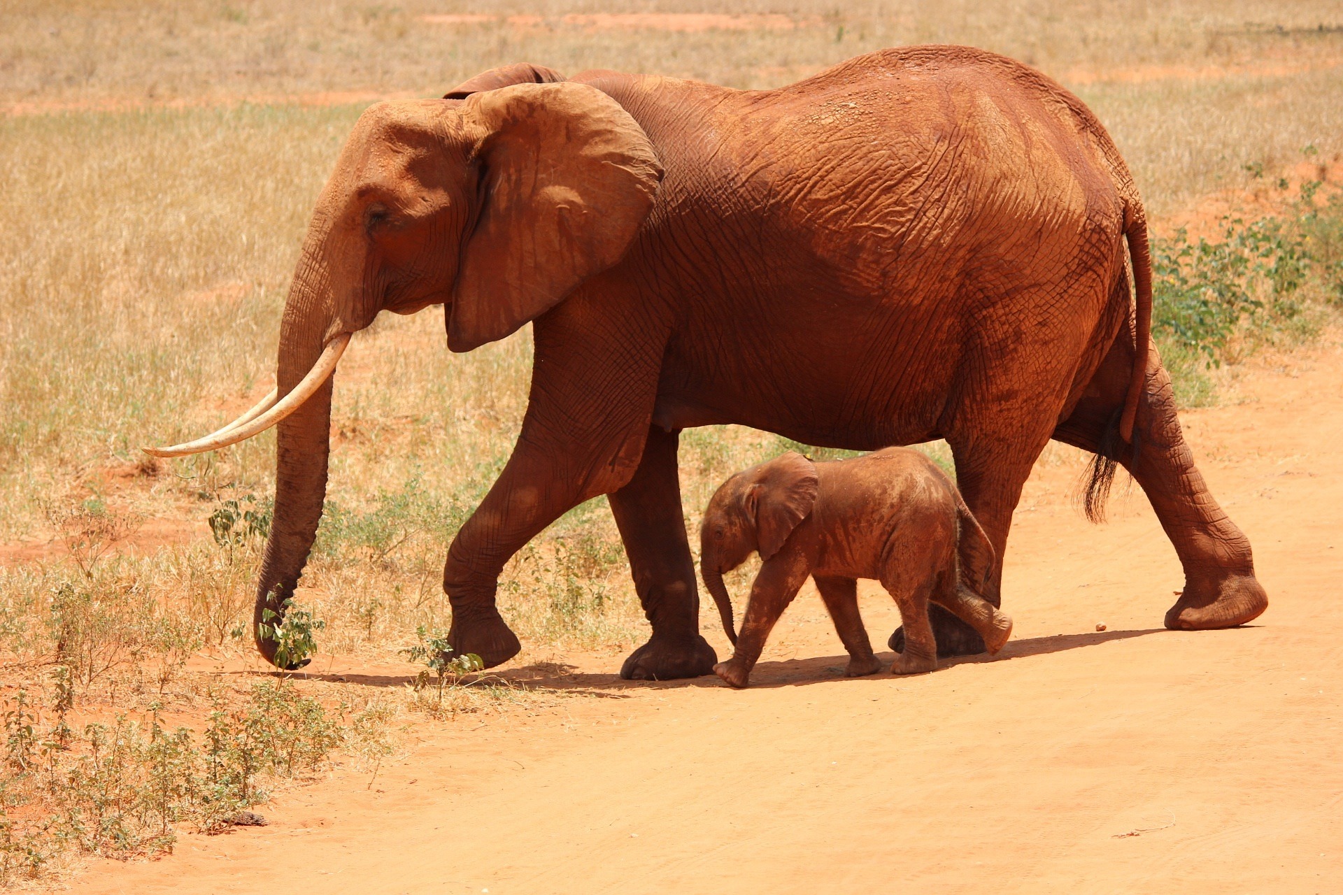 Tsavo West