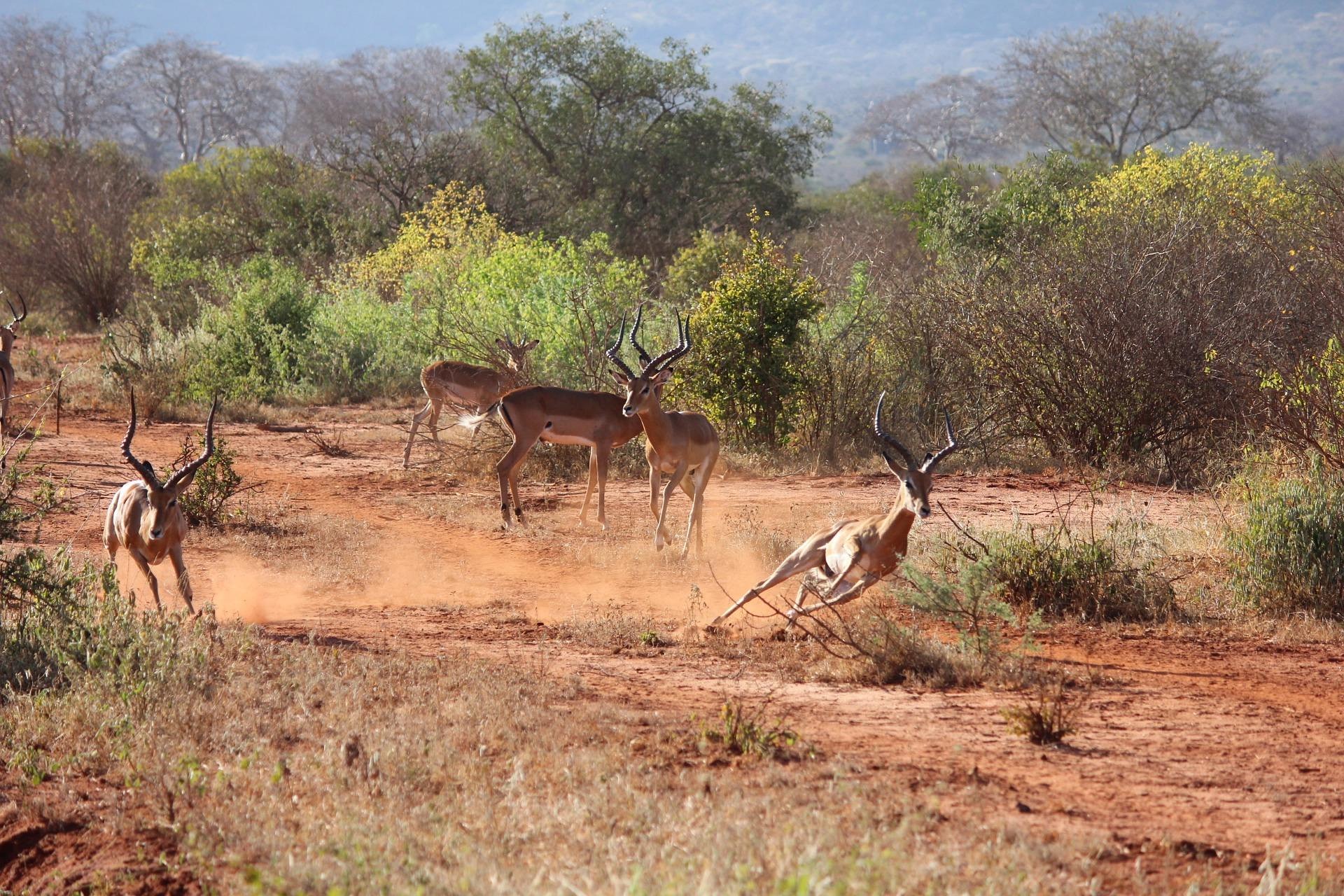 Tsavo West