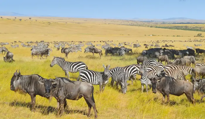 Serengeti