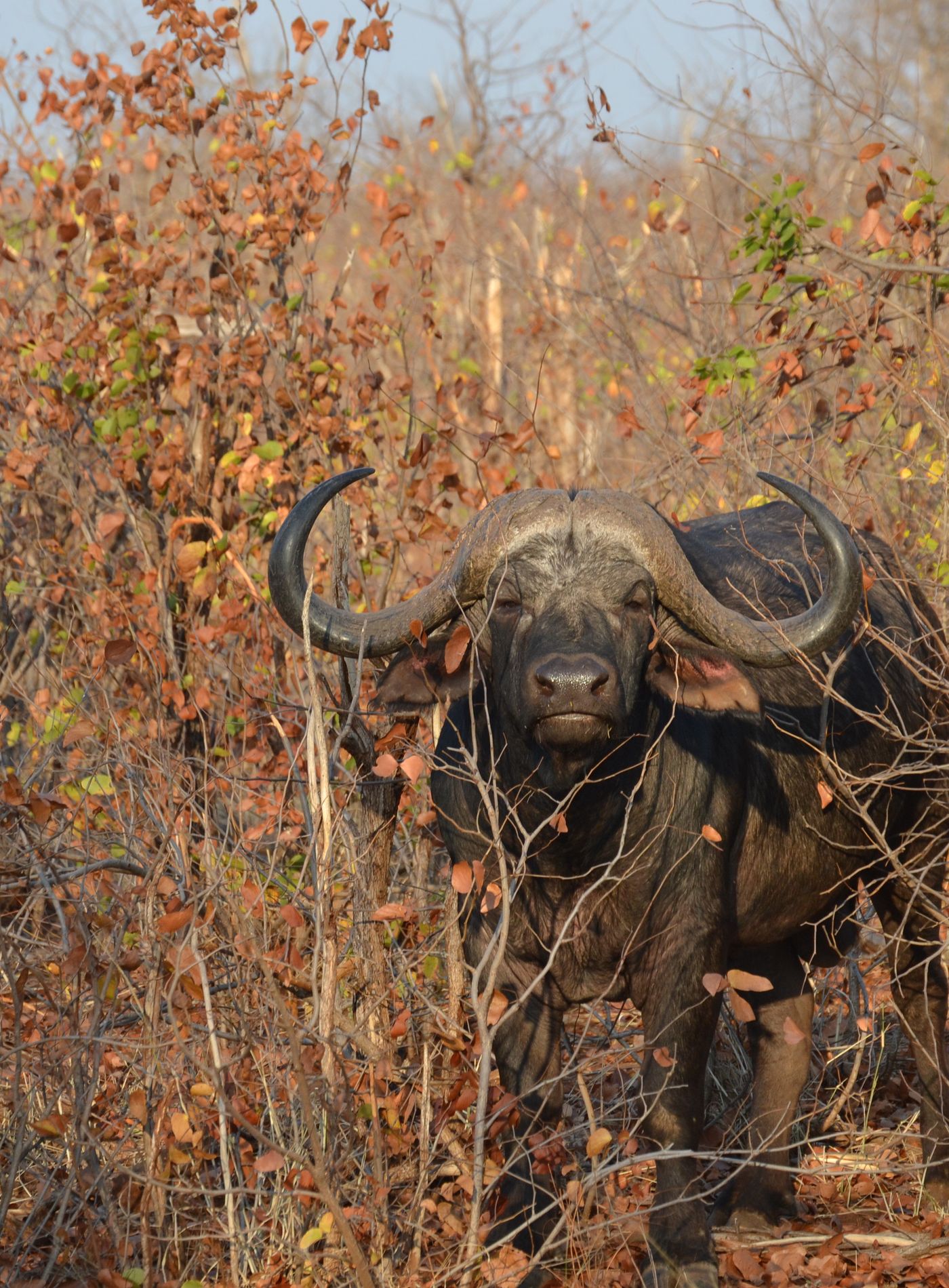 Buffalo
