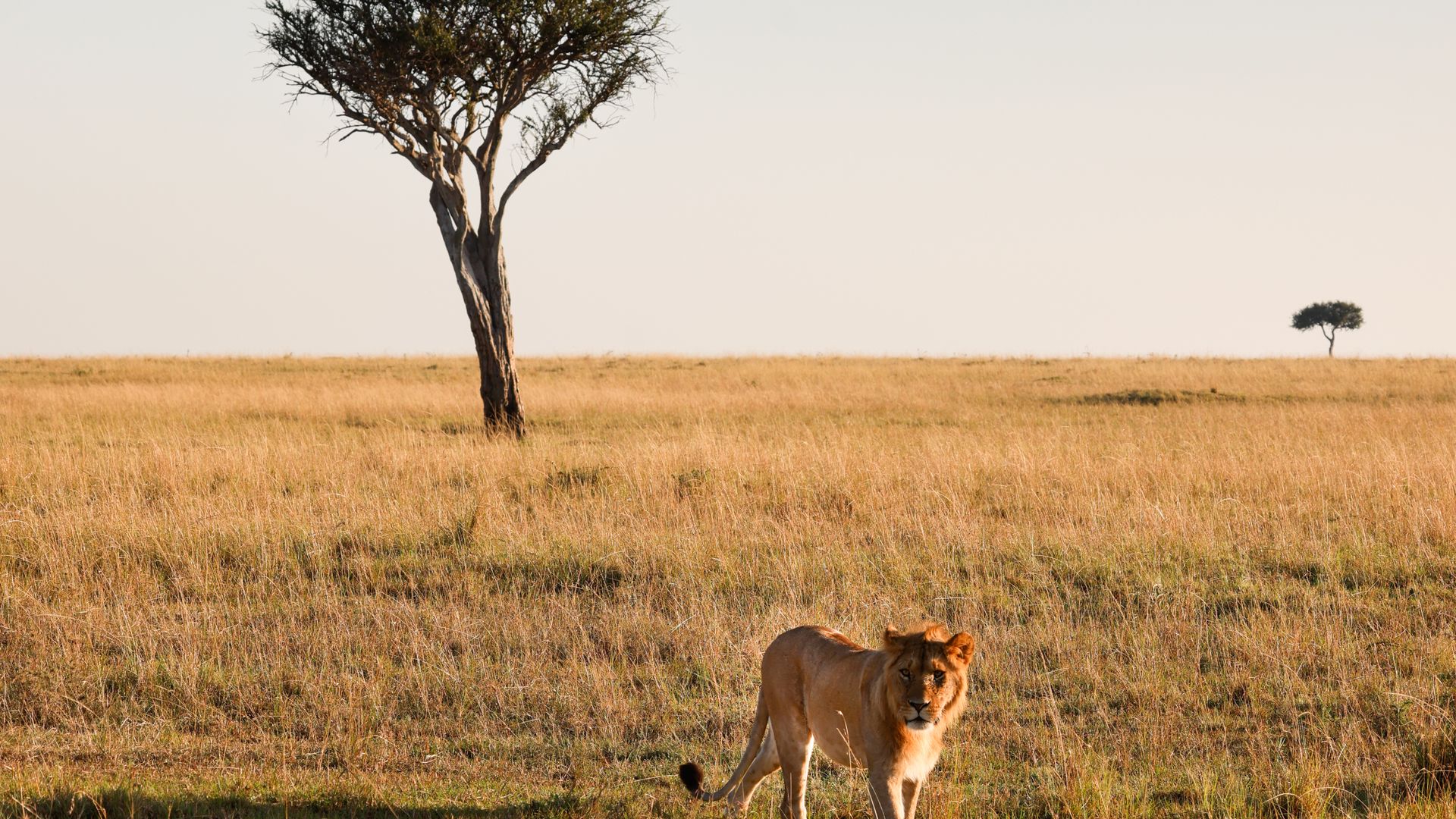 The Big Five