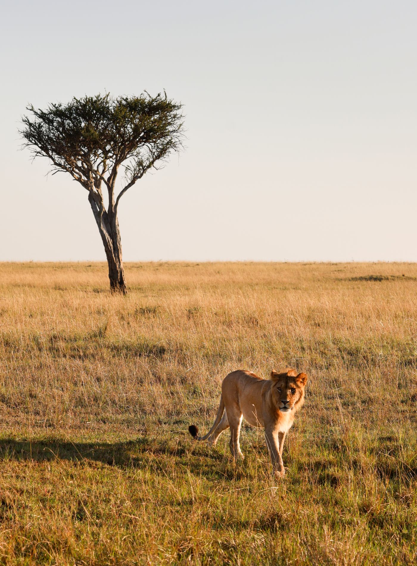 Lion