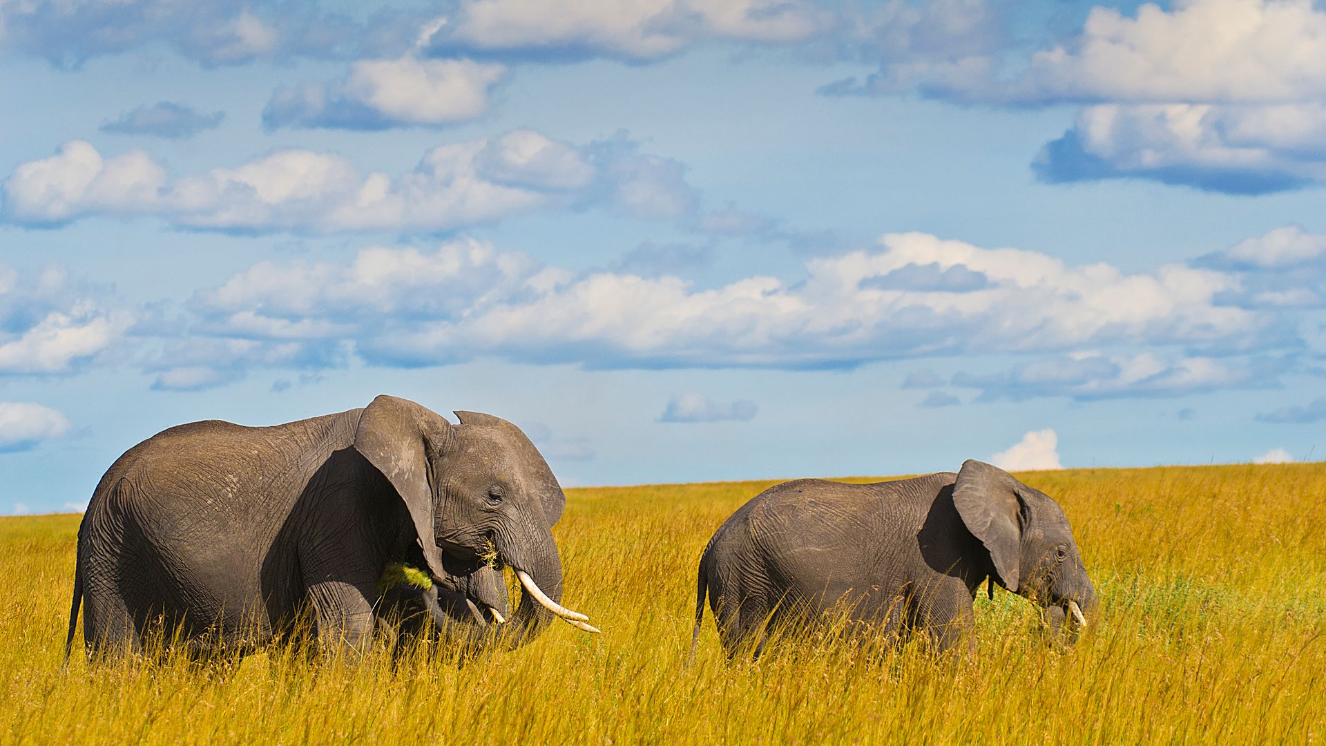 Elephants in green season grass