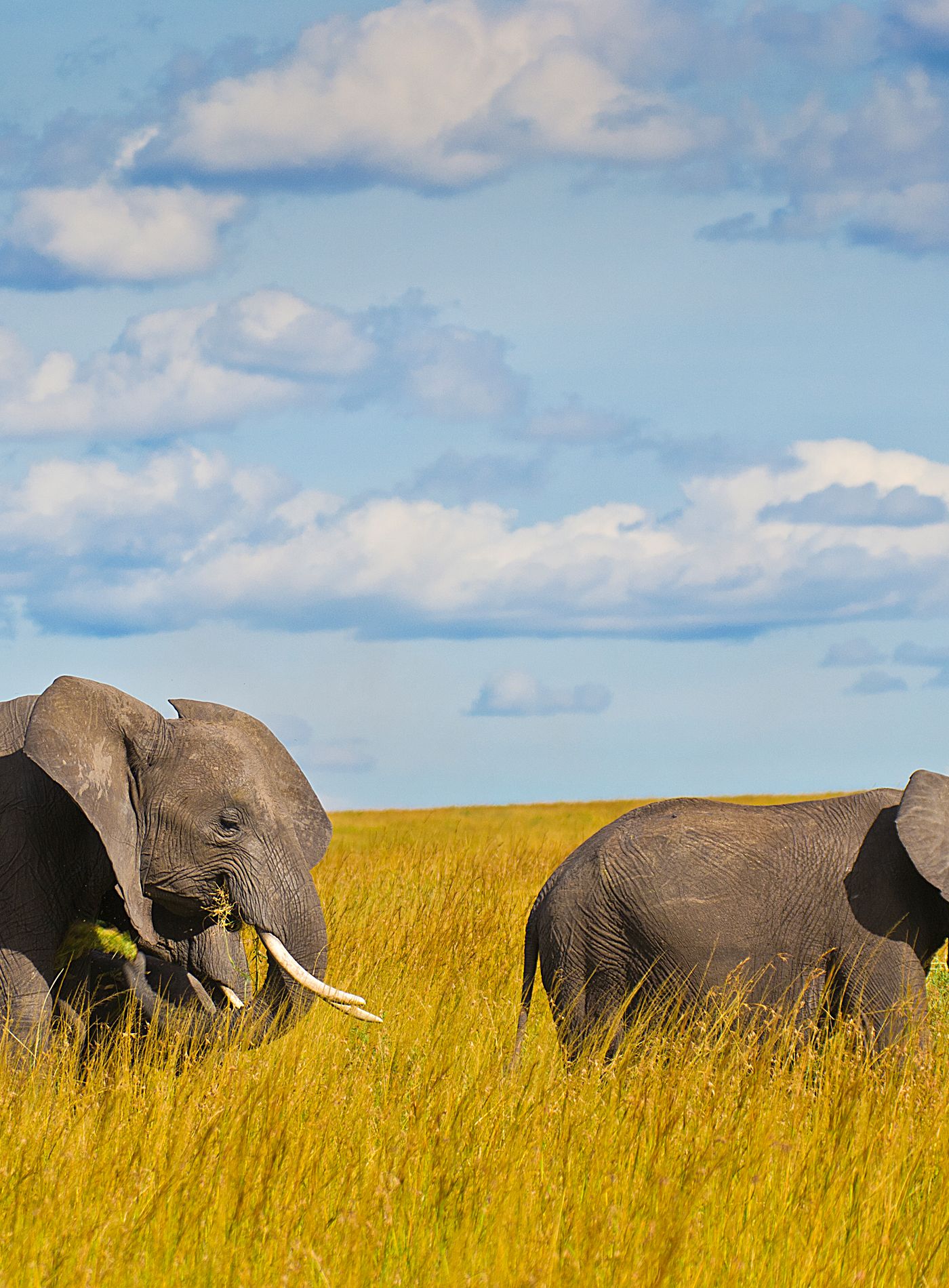 Elephant