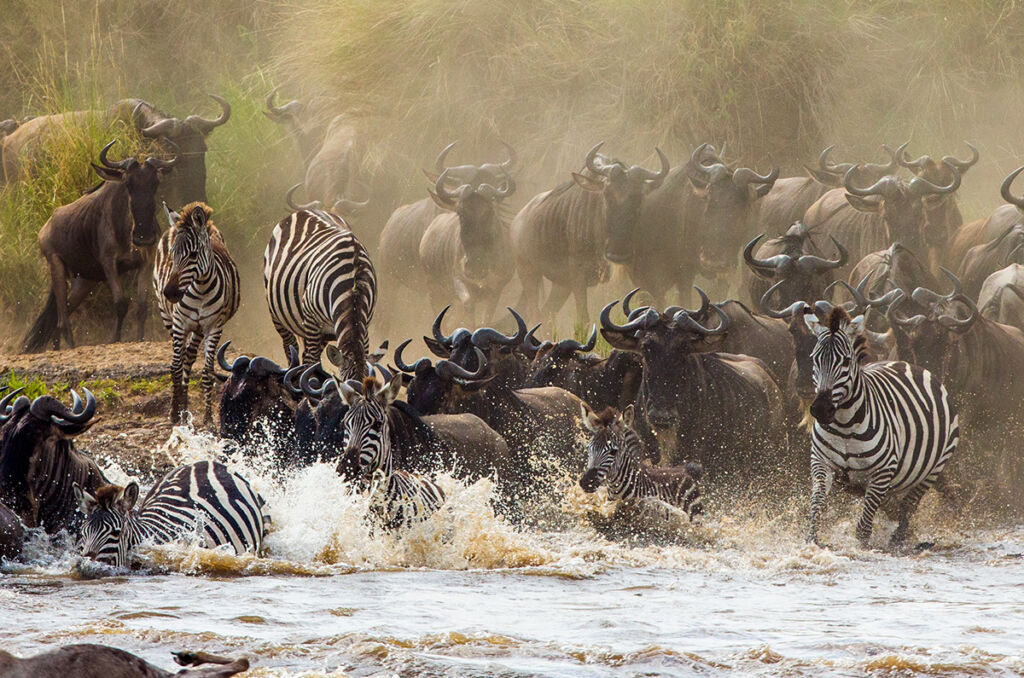 Maasai Mara, Samburu & Amboseli